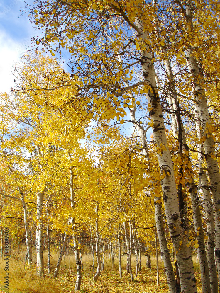 Fototapeta premium Aspen grove in autumn