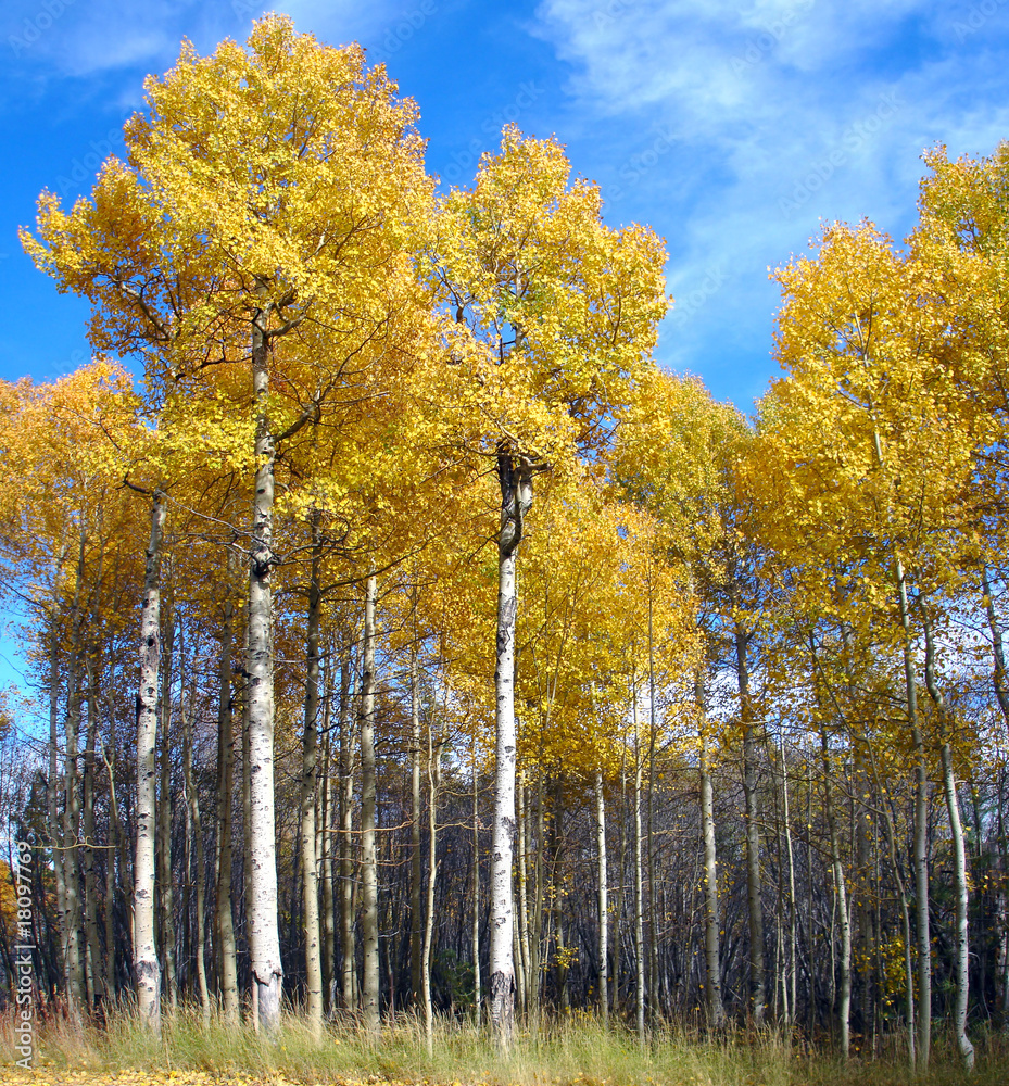 Aspen grove in autumn