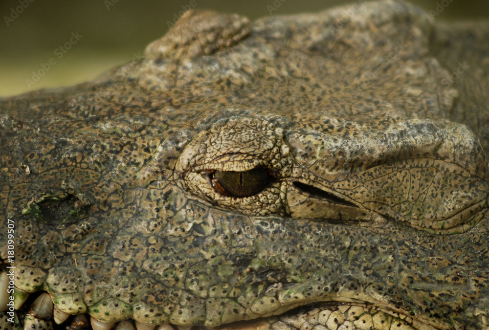 crocodile crocodile