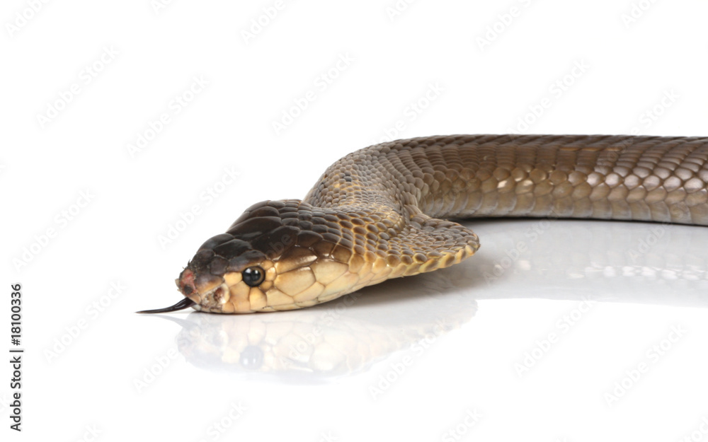 Naklejka premium cobra