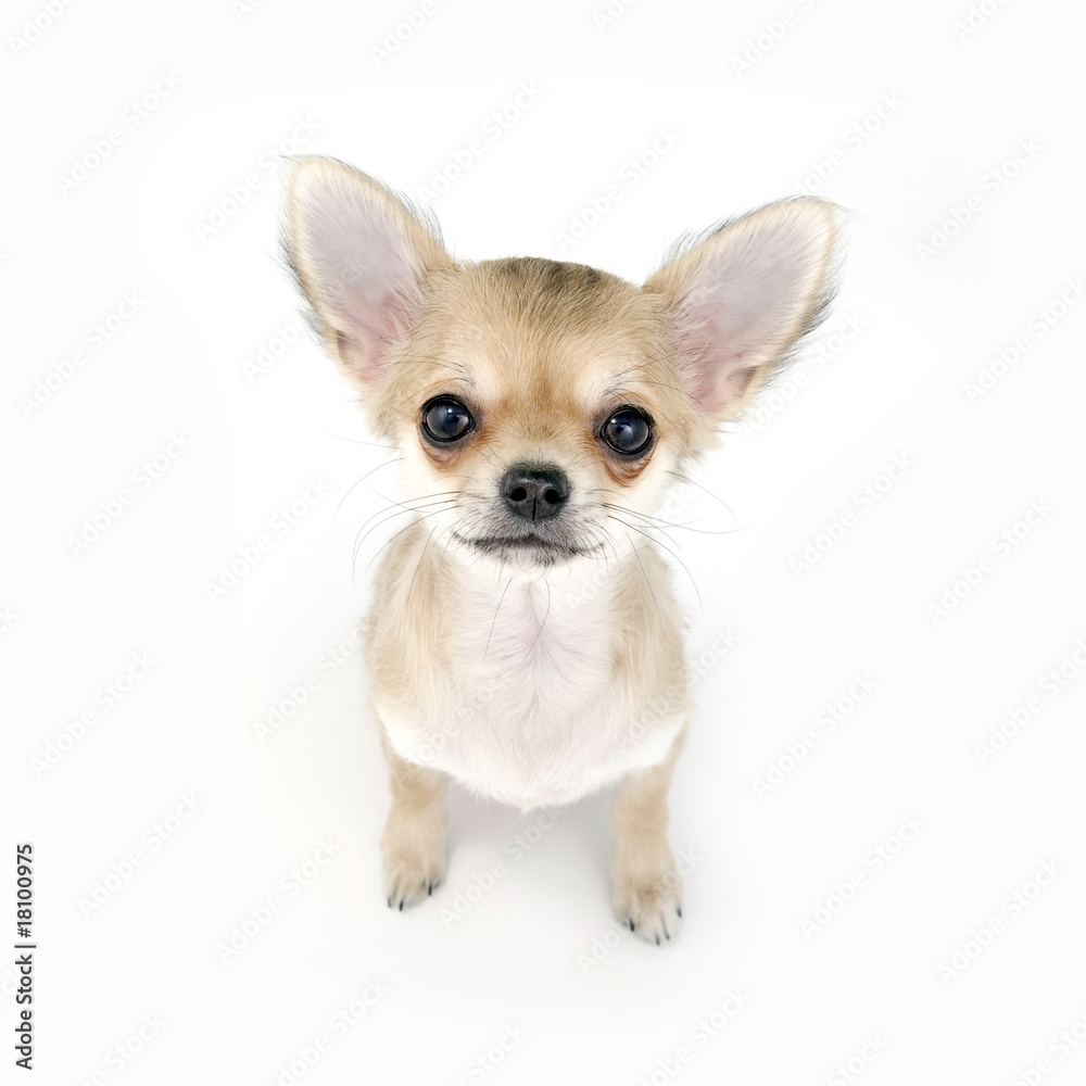 adorable pale beige chihuahua puppy sitting on white
