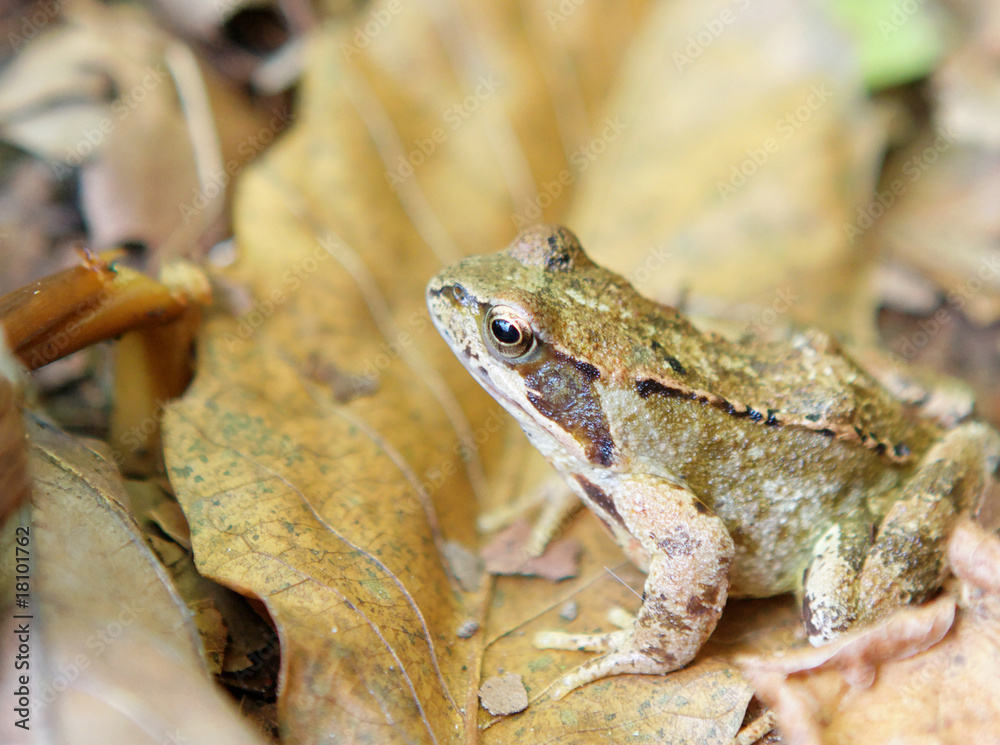 Fototapeta premium grenouille