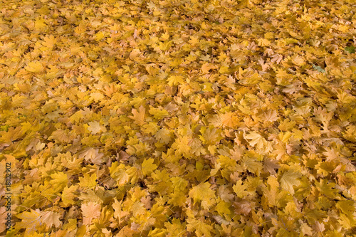 Blätterteppich Herbstlaub