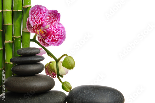 Canvas Print Orchid