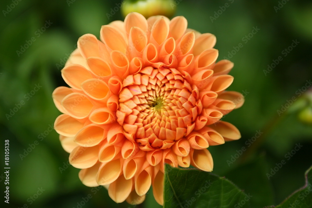 Blume Blume