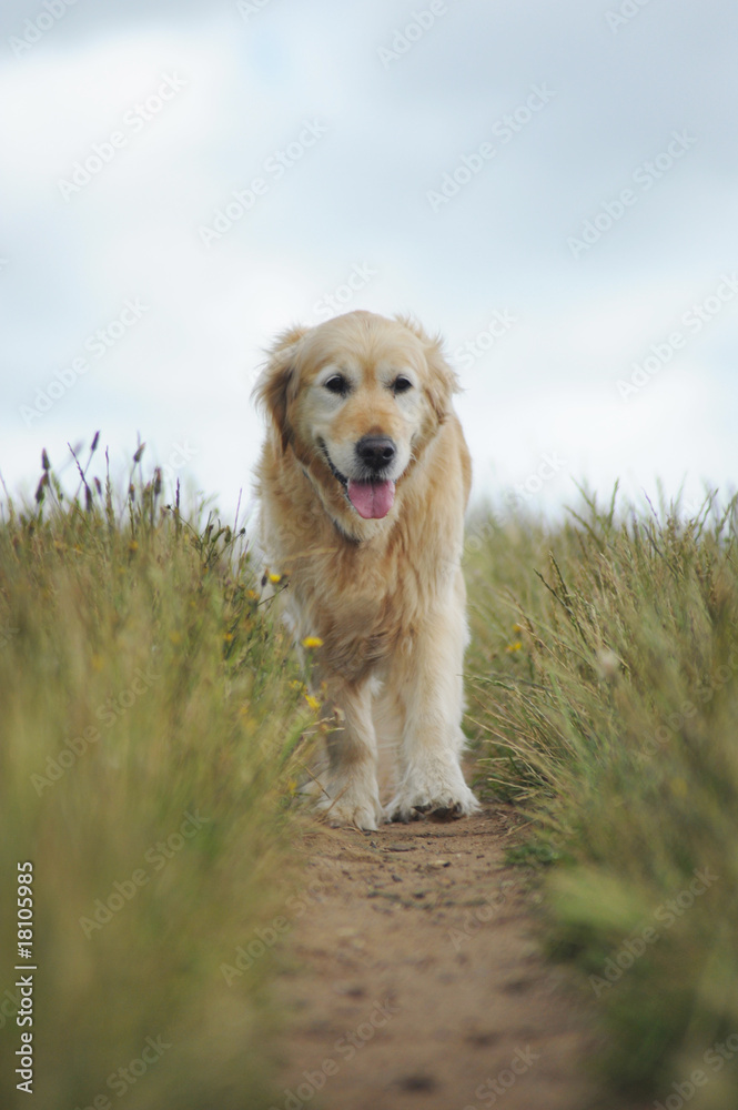 Golden retriever on a walk