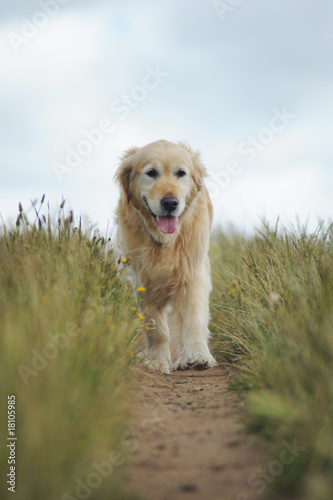 Golden retriever on a walk