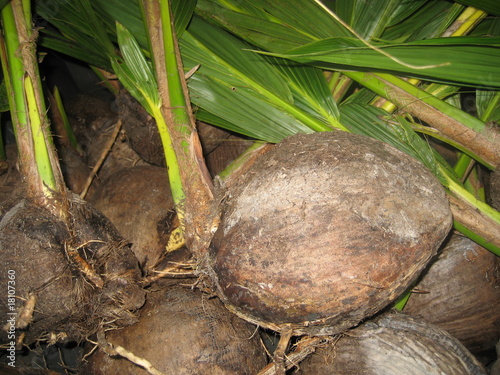 Kokosnuss Setzling