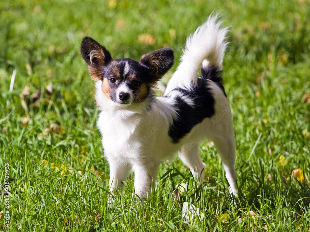 Young papillon