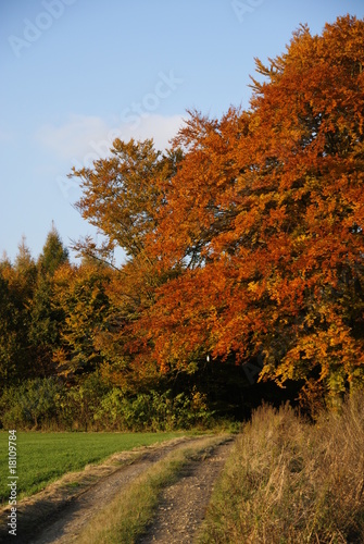 Track to autumn's forest