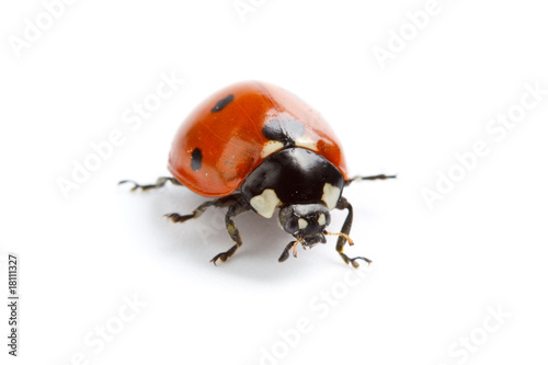 Ladybug © Dmitriy Melnikov