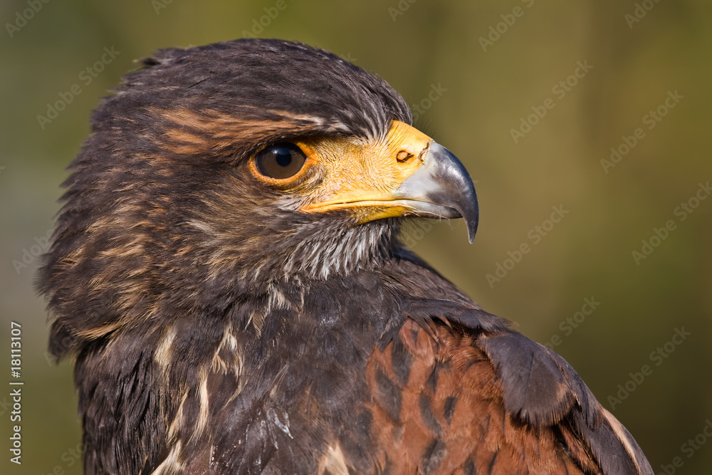 Harris Hawk I Harris Hawk I