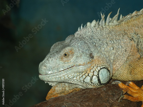 iguane