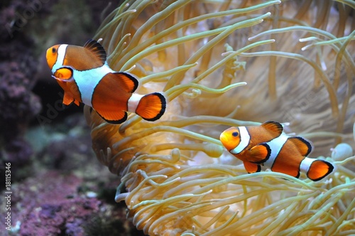 Obraz na płótnie Nemo