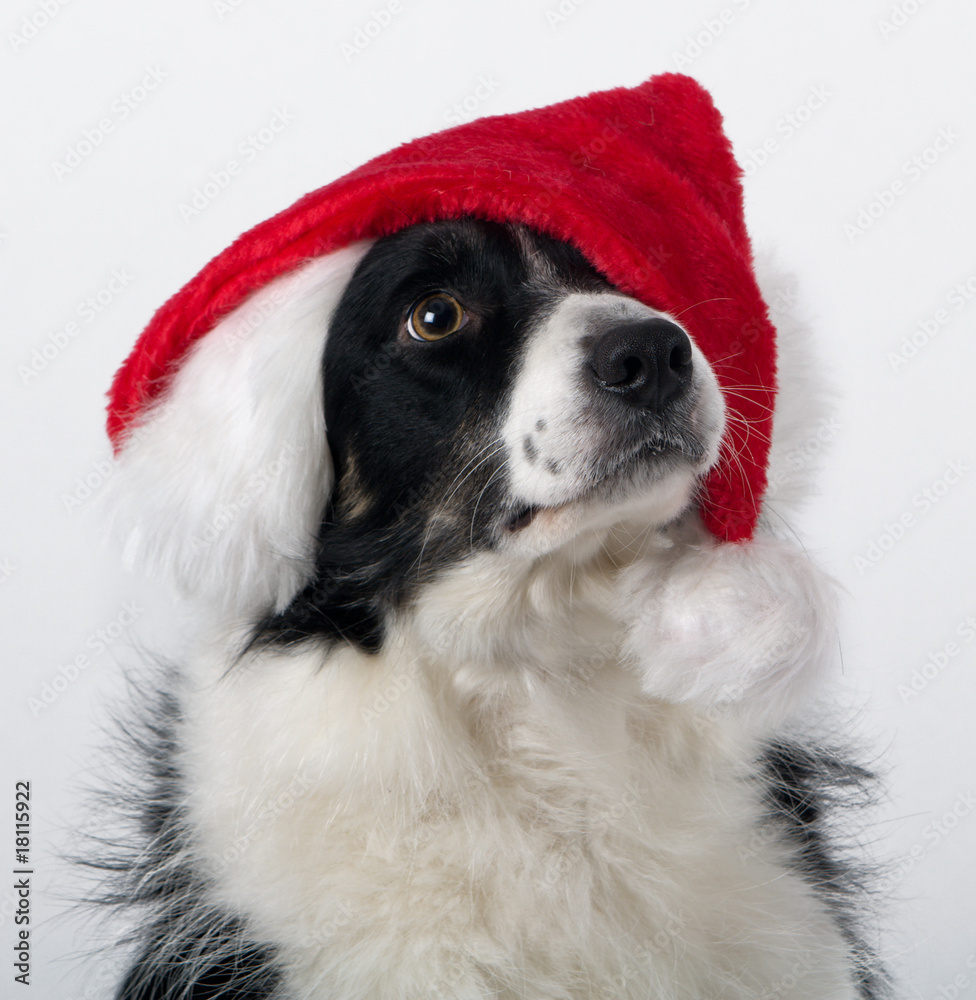 dog in Santas hat