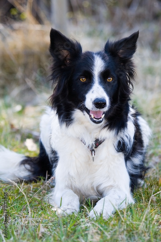 happy dog