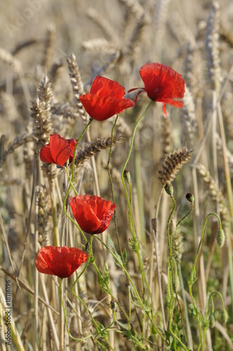 Mohn im Getreidefeld