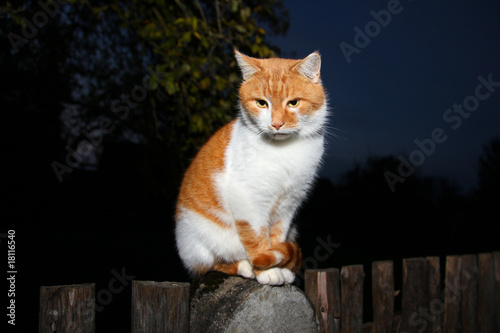 Fototapeta Naklejka Na Ścianę i Meble -  Katze auf dem Zaun
