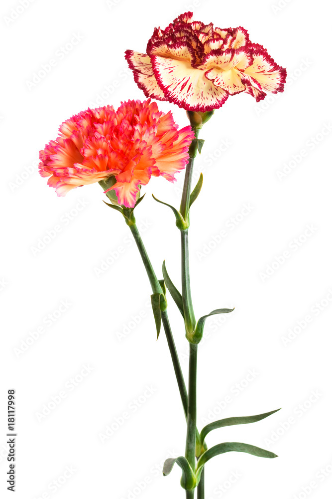 fresh carnation