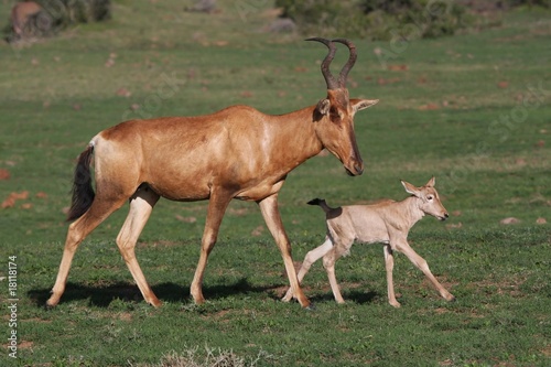 Baby Red Hartebeest Antelope and Mom © Duncan Noakes