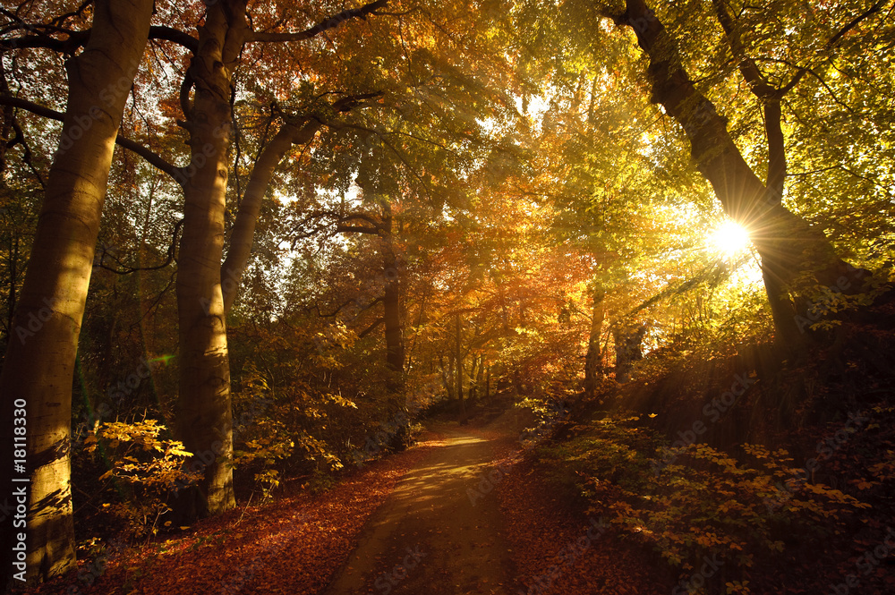 Fototapeta premium Jesienne światło słoneczne nastroju w lesie