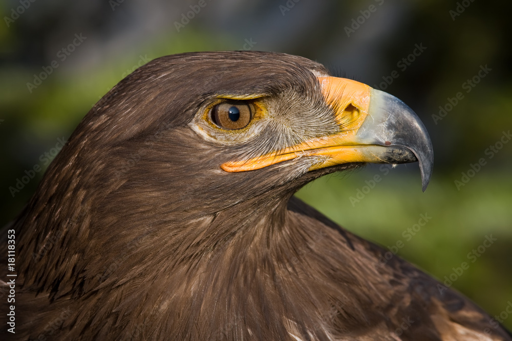 Obraz premium Steppenadler