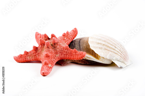 Seastar with shells