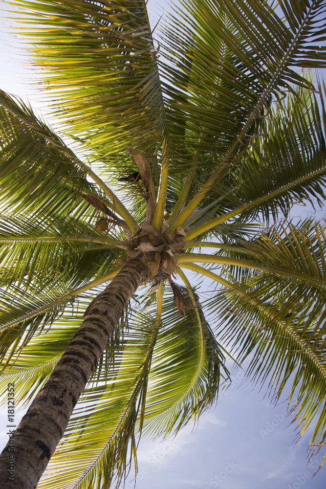 Fototapeta premium palm tree