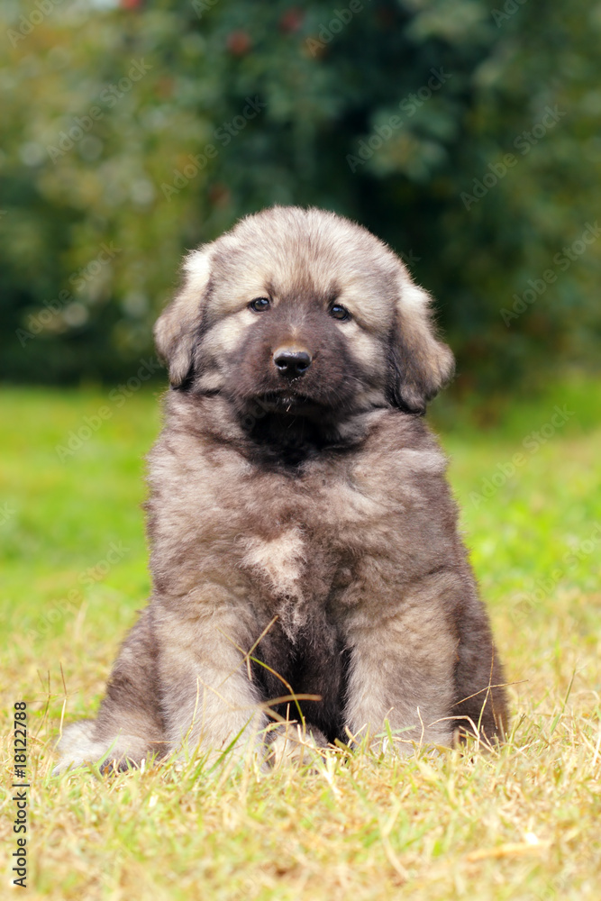 Sarplaninec, Macedonian shepherd dog Sarplaninec, Macedonian shepherd dog