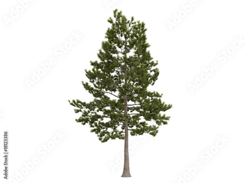 Loblolly_pine_(Pinus_taeda)
