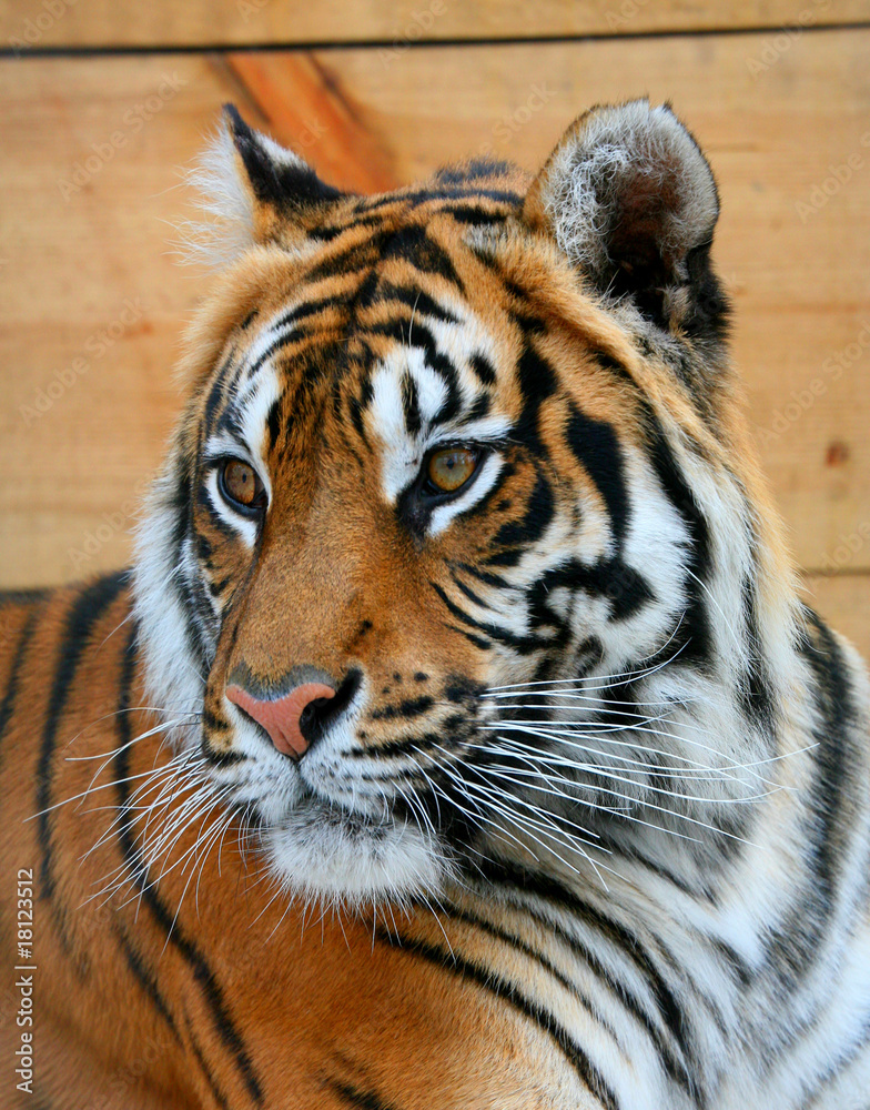 Fototapeta premium Tiger