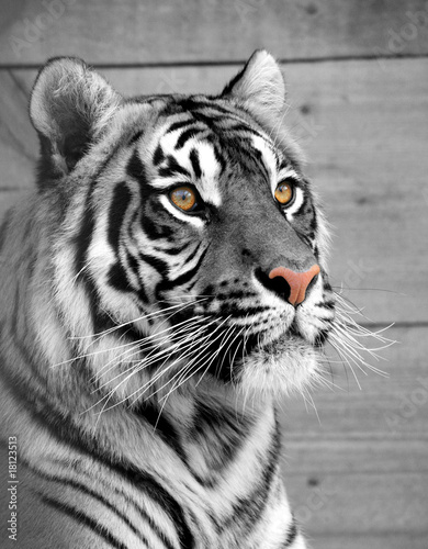closeup portrait of a tiger