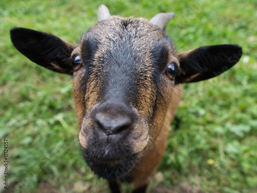 Curious goat