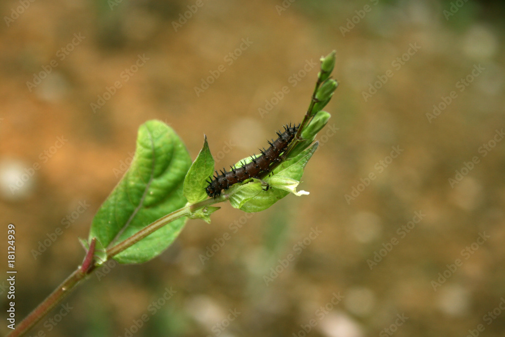 Fototapeta premium caterpillar on leaf