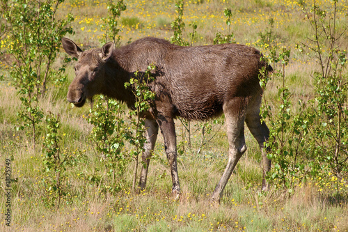 moose in the wild