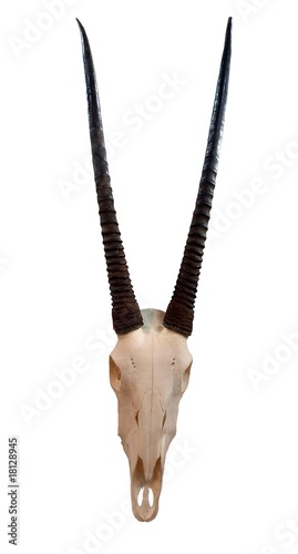 Skull of oryx