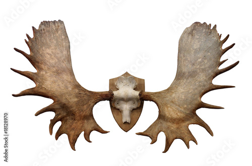 Horns of North Siberian Elk