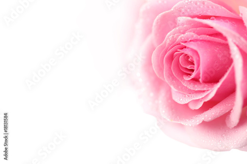 pink rose