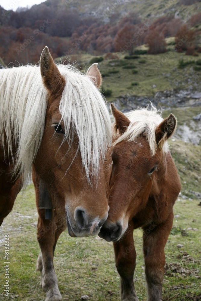 chevaux