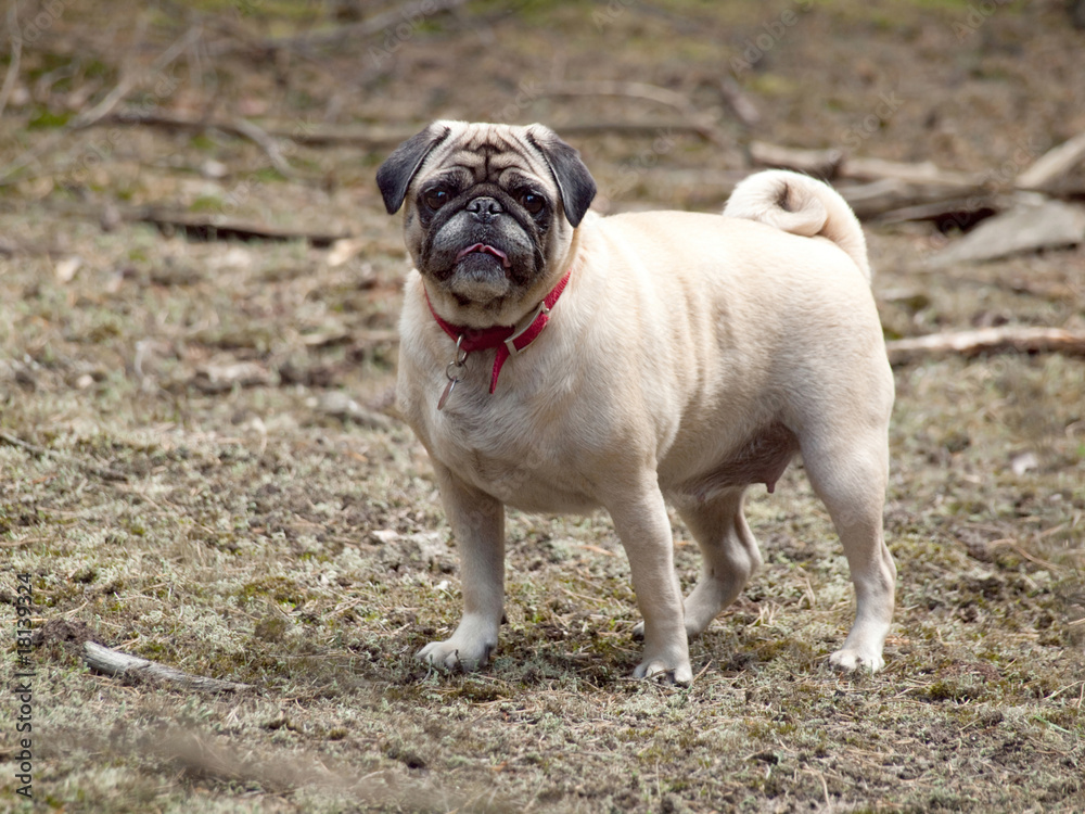 Mops-Dame Mops-Dame