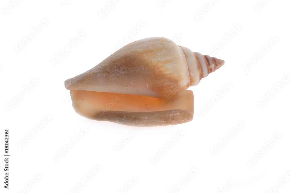 sea shell close up sea shell close up