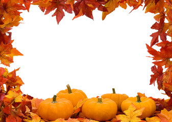 Fall Leaves