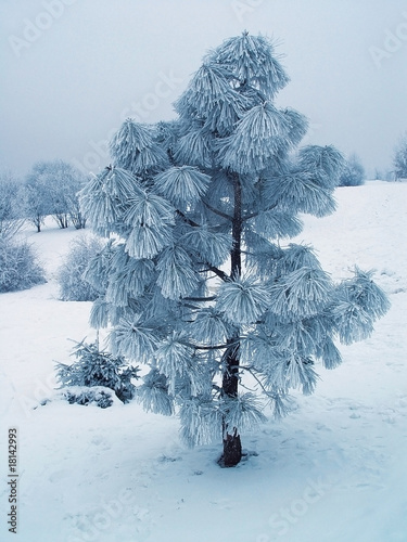 winter hoarfrost