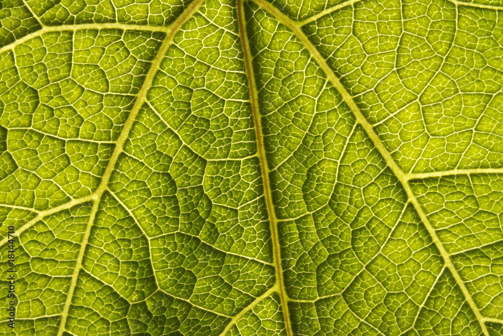 Green Leaf Macro Green Leaf Macro