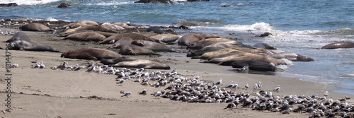elephant seal colony along california coastline