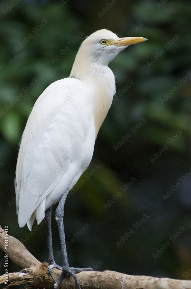 White heron White heron