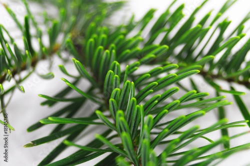 fresh green fir branch