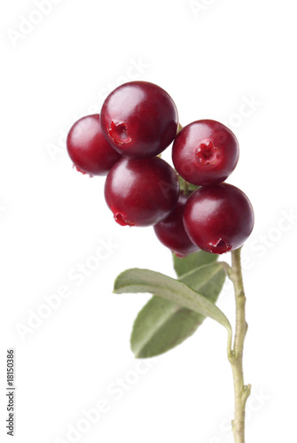cranberry on white background