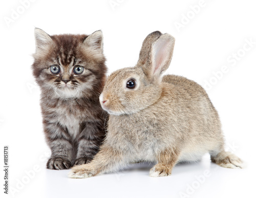 kitten and bunny