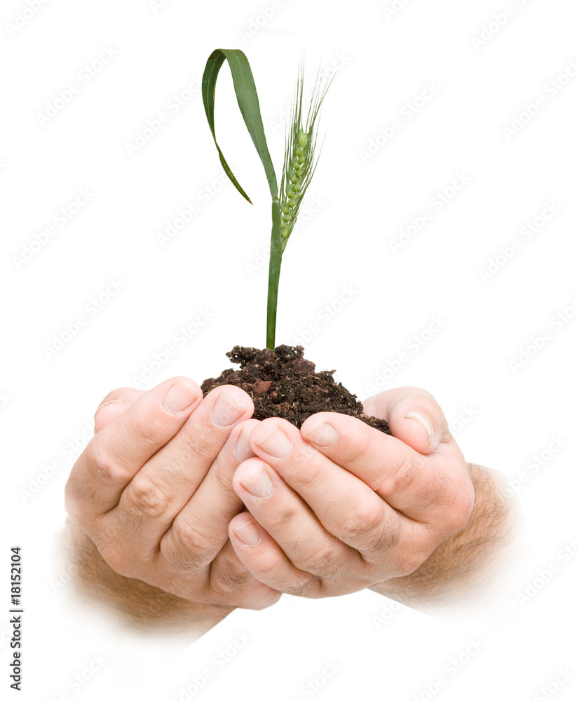 Farmer presnting wheat as a gift of agriculture Farmer presnting wheat as a gift of agriculture